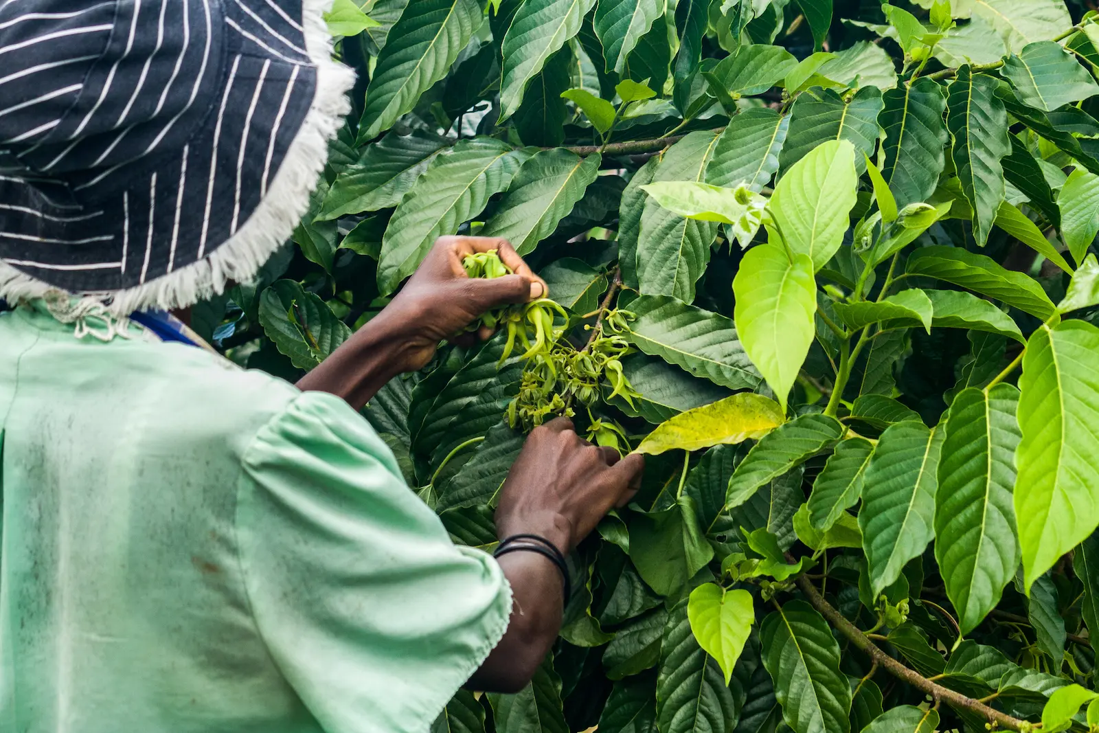 Women using leaves of a plant